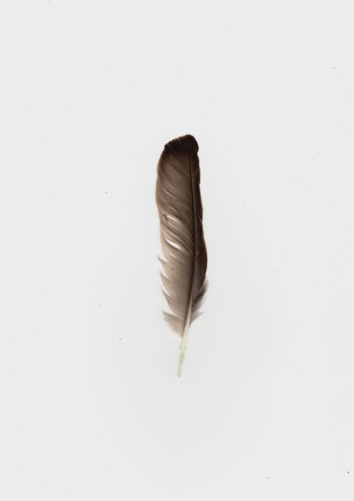 a feather on a white background